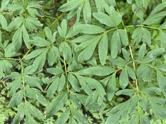 Corydalis scouleri