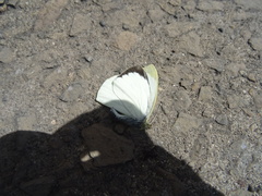 Pieris brassicae azorensis