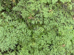 Corydalis scouleri