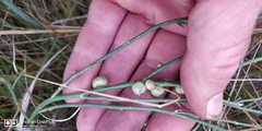 Antistrophus pisum