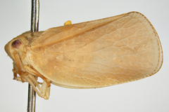 Acanalonia bonducellae
