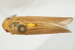 Acanalonia bonducellae