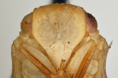 Acanalonia bonducellae