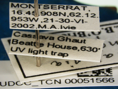 Acanalonia bonducellae