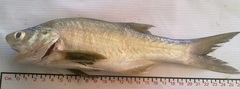 Polydactylus approximans