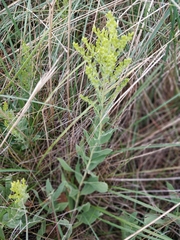 Solidago mollis