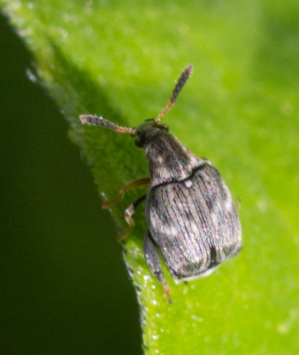 Muscle Seed Beetle