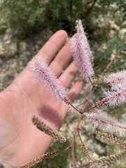 Mimosa distachya