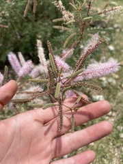 Mimosa distachya