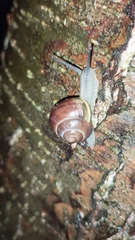 Cepaea nemoralis