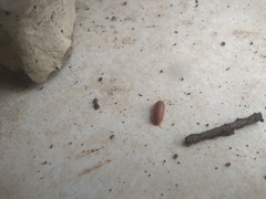 Armadillidium vulgare