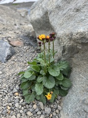 Packera pauciflora