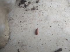 Armadillidium vulgare