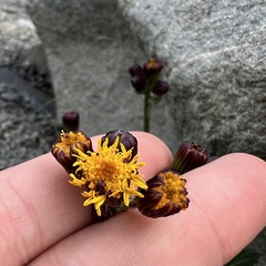Packera pauciflora