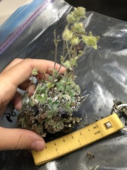 Potentilla subvahliana