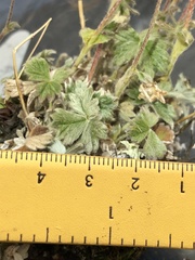 Potentilla subvahliana