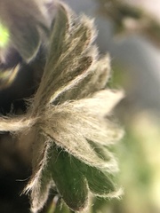 Potentilla subvahliana