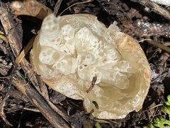 Clathrus chrysomycelinus