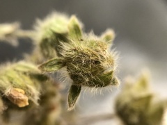 Potentilla subvahliana