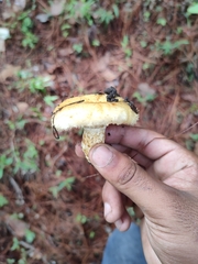 Lactarius