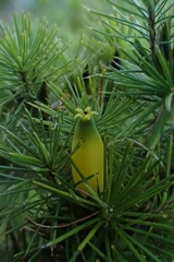 Stenanthera pinifolia