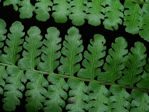 Dennstaedtia obtusifolia