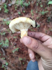 Lactarius