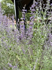 Salvia