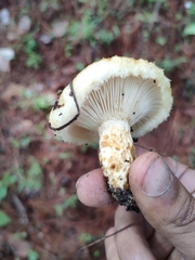 Lactarius