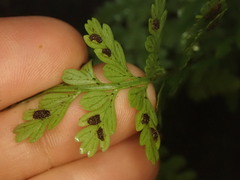 Asplenium cimmeriorum