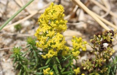 Galium arenarium