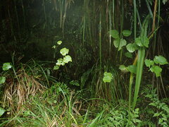 Asplenium cimmeriorum