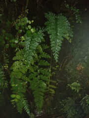 Asplenium cimmeriorum