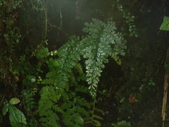 Asplenium cimmeriorum