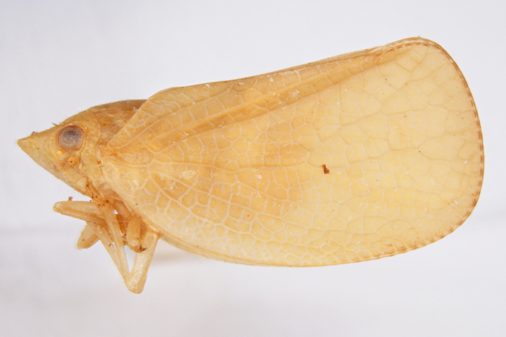 Acanalonia dubia