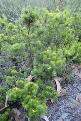 Stenanthera pinifolia