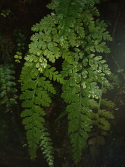Asplenium cimmeriorum