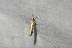 Argyresthia conjugella