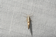 Argyresthia conjugella