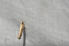 Argyresthia conjugella