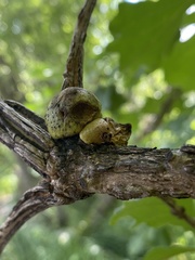Disholcaspis bassetti