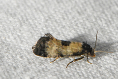 Neocochylis dubitana
