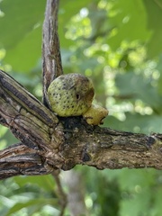 Disholcaspis bassetti