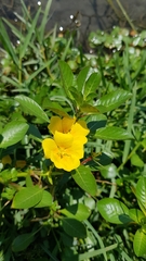 Ludwigia peploides