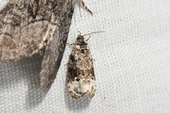 Apotomis apateticana