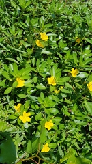 Ludwigia peploides