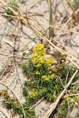 Galium arenarium