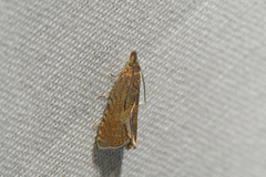 Dichrorampha sedatana