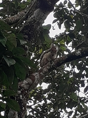 Sciurus variegatoides helveolus