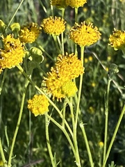 Hymenopappus flavescens